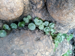 Umbilicus rupestris