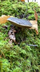 Xerocomellus zelleri