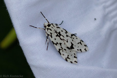 Eucereon tigrata