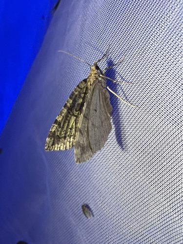 July Highflyer Moth, photo 4 of 10
