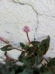 Persicaria capitata