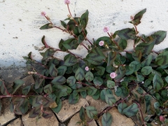 Persicaria capitata