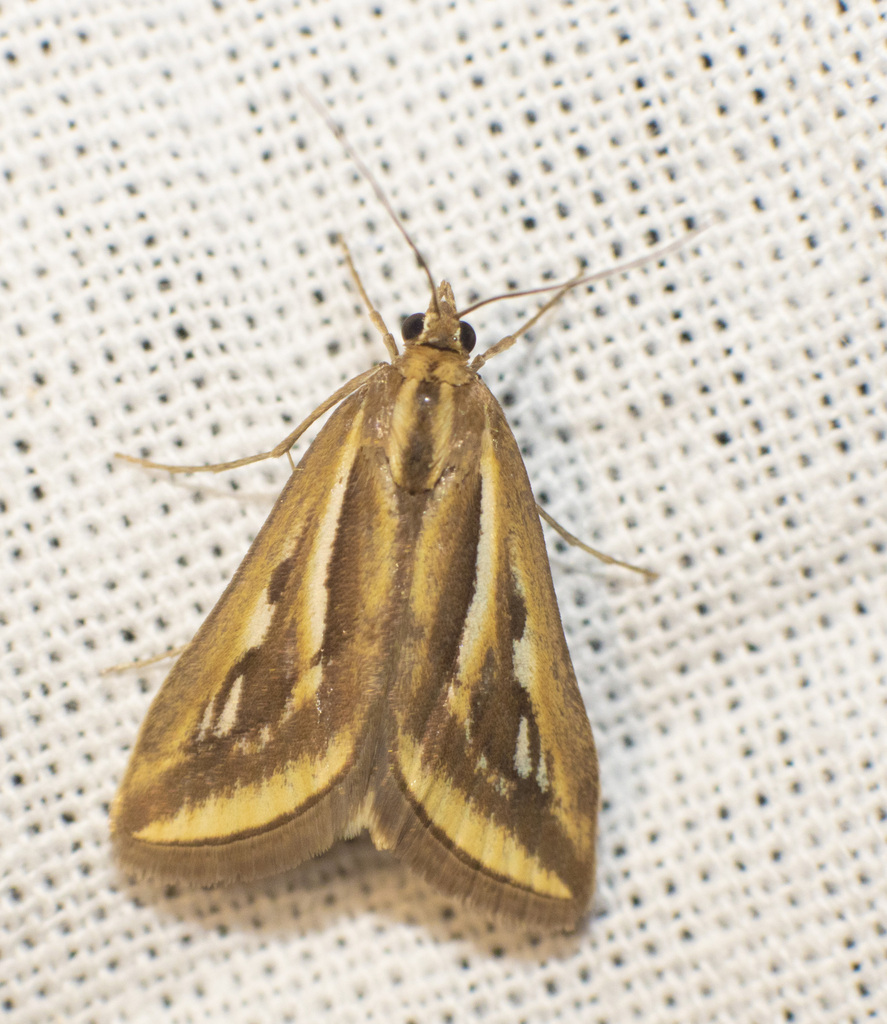 Loxostege sedakowialis