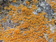 Polycauliona luteominia