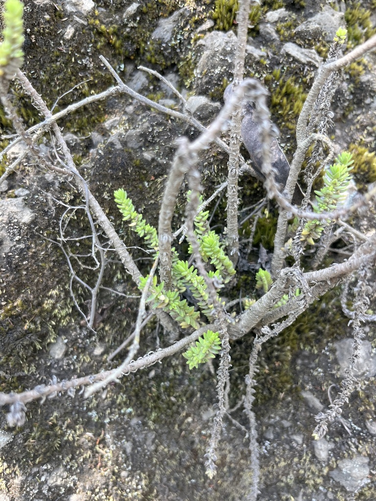 Combesia phyturus (Mildbr.) P.V.Heath 2