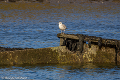 Larus