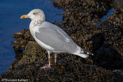 Larus argentatus