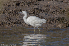 Egretta garzetta