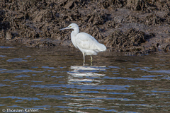 Egretta garzetta