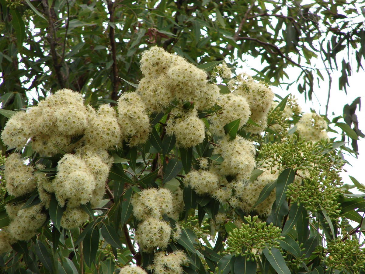 Corymbia intermedia