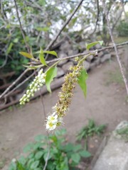 Prunus serotina capuli