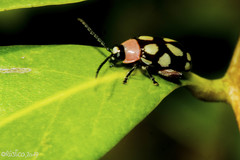 Omophoita simulans