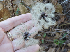 Clematis carrizoensis