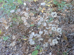 Clematis carrizoensis