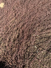 Plagianthus