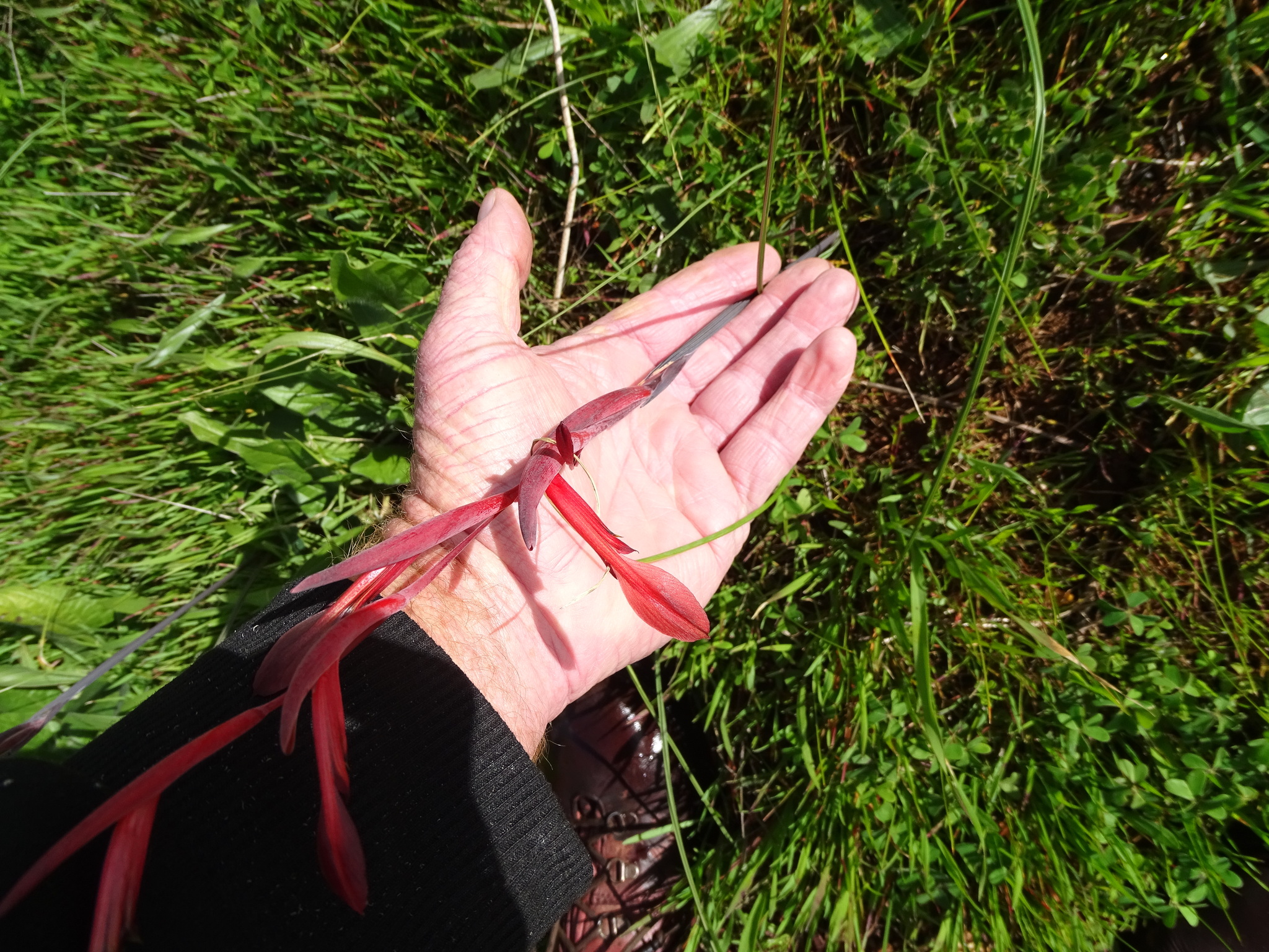 Gladiolus abbreviatus