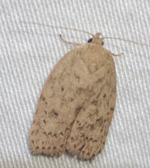 Garrha repandula