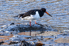 Haematopus ostralegus
