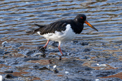 Haematopus ostralegus