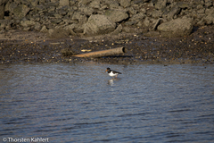 Haematopus ostralegus