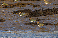 Vanellus vanellus
