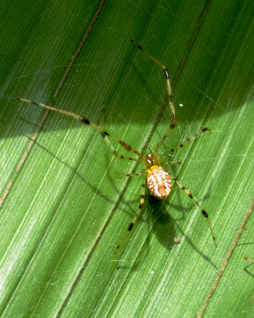 Chrysso cambridgei