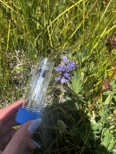 iNaturalist observation photo of Western Bumble Bee