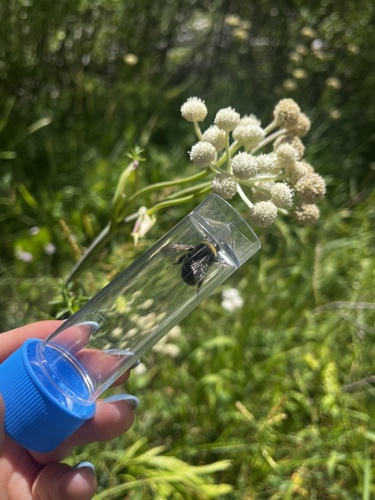iNaturalist observation photo of Western Bumble Bee