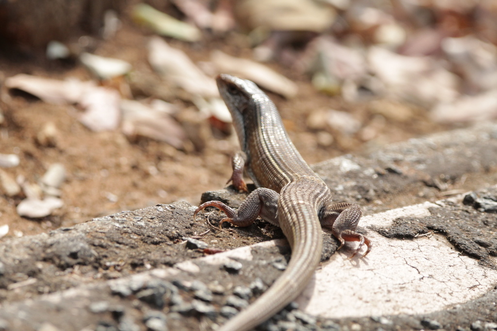 Black-Lined Plated Lizard