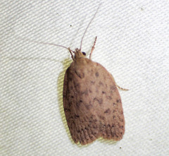 Garrha repandula