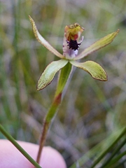 Caladenia atradenia