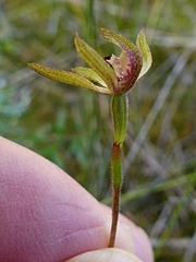 Caladenia atradenia