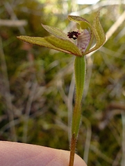 Caladenia atradenia