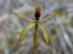 Caladenia atradenia