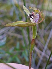 Caladenia atradenia