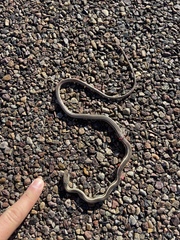 Masticophis taeniatus taeniatus