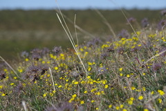 Potentilla arenosa