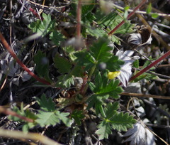 Potentilla arenosa