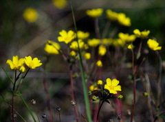 Potentilla arenosa