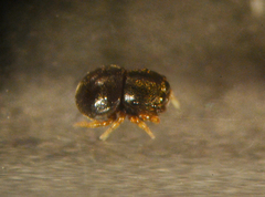 Cylistella