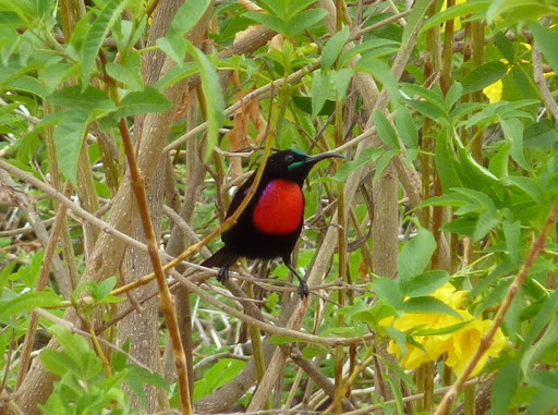 Hunter's Sunbird (Chalcomitra hunteri) photo