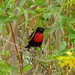 Hunter's Sunbird - Photo (c) 116916927065934112165, some rights reserved (CC BY), uploaded by 116916927065934112165