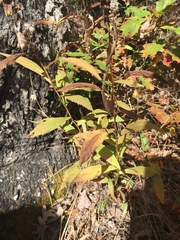 Solidago flaccidifolia