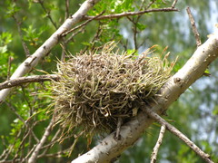 Tillandsia recurvata