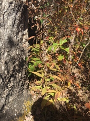 Solidago flaccidifolia