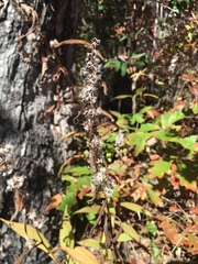 Solidago flaccidifolia