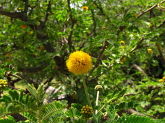 Vachellia