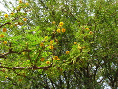 Vachellia