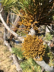 Arceuthobium cyanocarpum