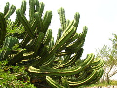 Myrtillocactus geometrizans